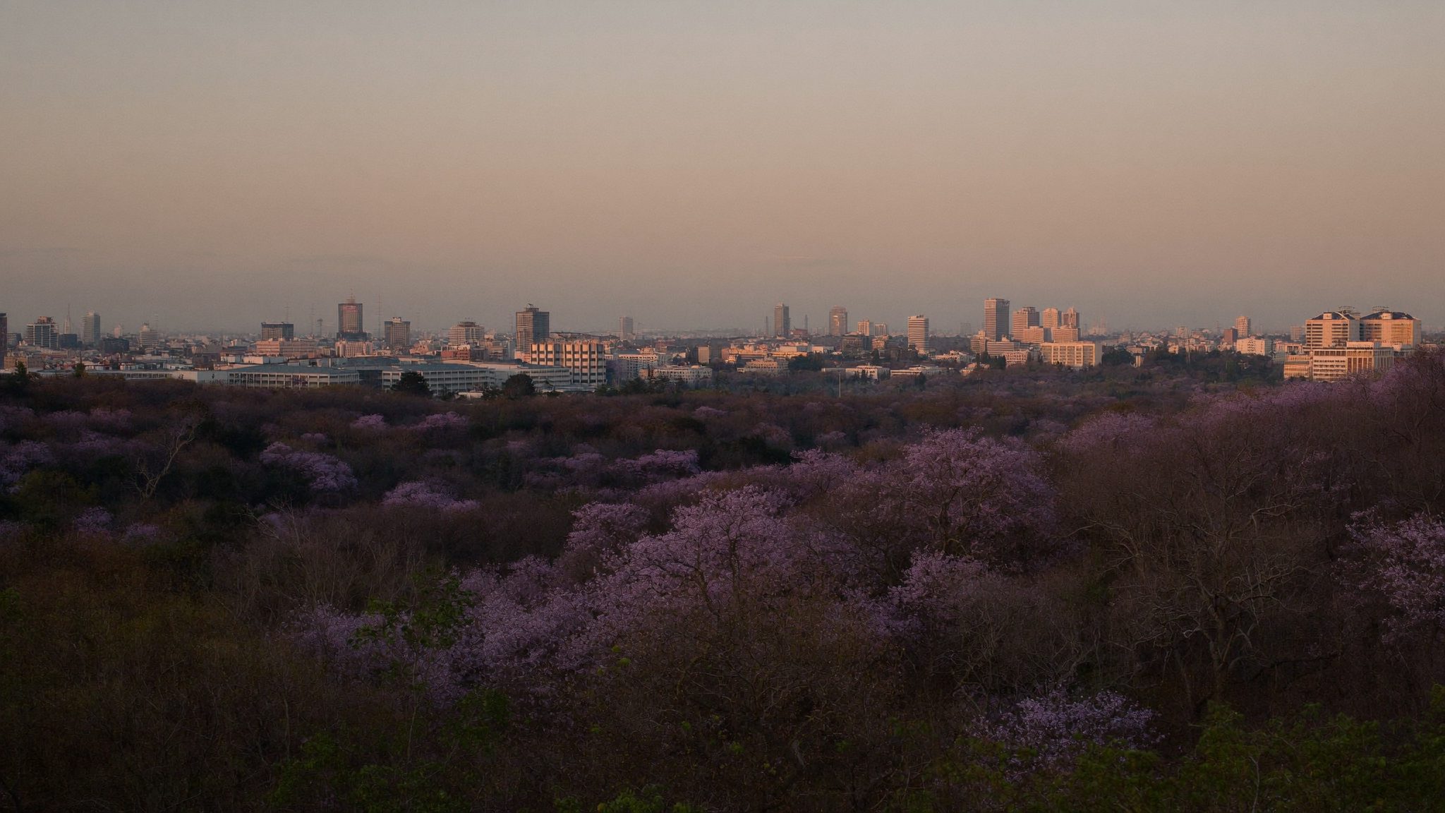 Pretoria skyline with jacaranda trees at dusk